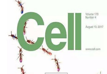 脂肪組織巨噬細(xì)胞分泌外泌體 miRNA可大幅改善體內(nèi)胰島素敏感性